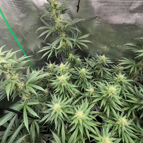 Panama RED 2.0 growlog timeline photo
