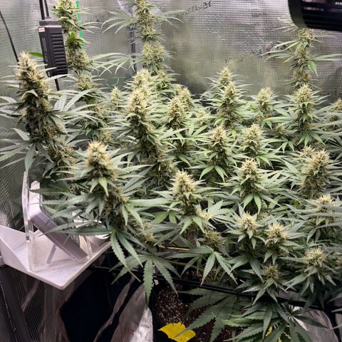 Panama RED 2.0 growlog timeline photo