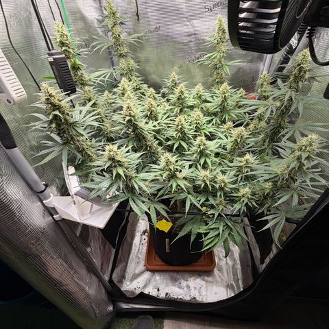 Panama RED 2.0 growlog timeline photo