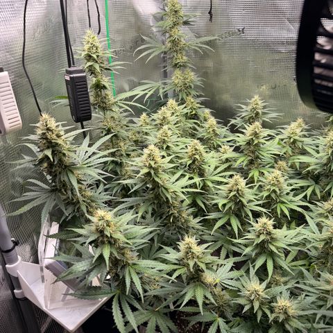 Panama RED 2.0 growlog timeline photo