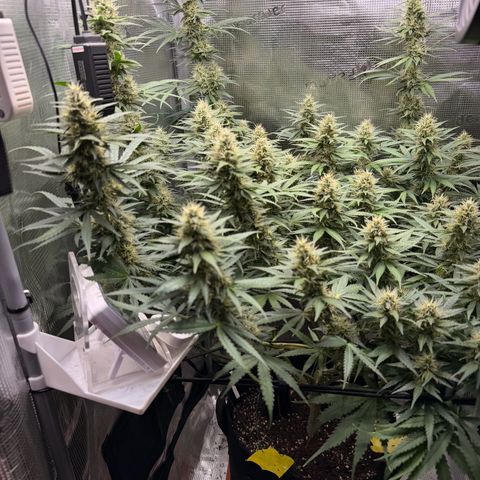 Panama RED 2.0 growlog timeline photo