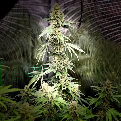 Panama RED 2.0 growlog timeline photo