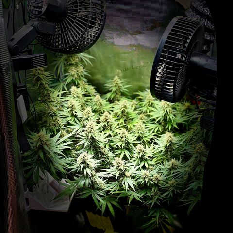 Panama RED 2.0 growlog timeline photo