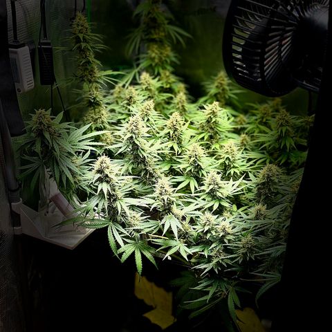 Panama RED 2.0 growlog photo: KEINE kI- 🤖!