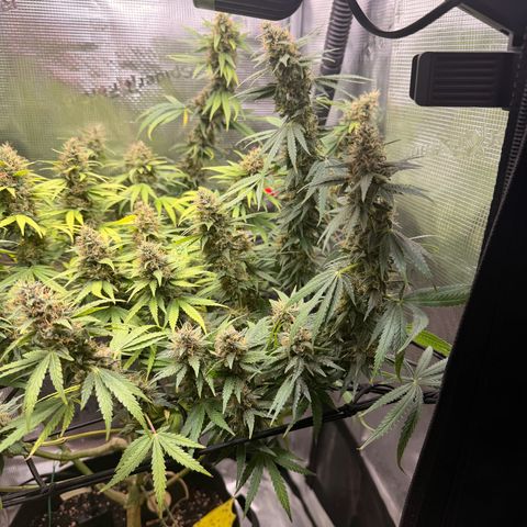 Panama RED 2.0 growlog timeline photo