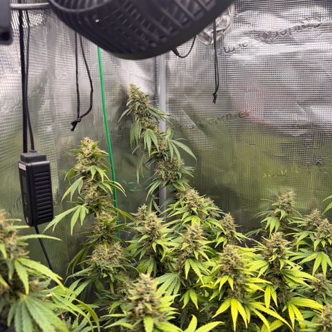 Panama RED 2.0 growlog timeline photo