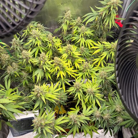 Panama RED 2.0 growlog timeline photo