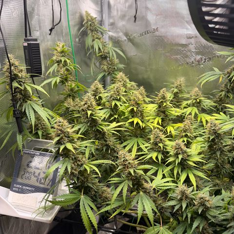 Panama RED 2.0 growlog timeline photo