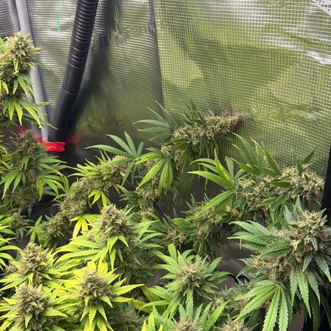 Panama RED 2.0 growlog timeline photo