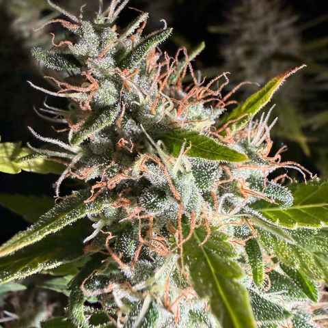 Panama RED 2.0 growlog timeline photo