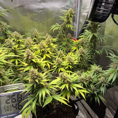 Panama RED 2.0 growlog timeline photo