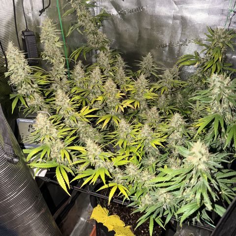 Panama RED 2.0 growlog timeline photo