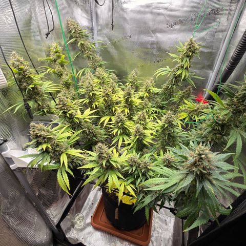 Panama RED 2.0 growlog timeline photo
