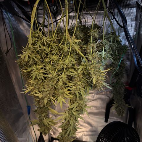 Panama RED 2.0 growlog timeline photo