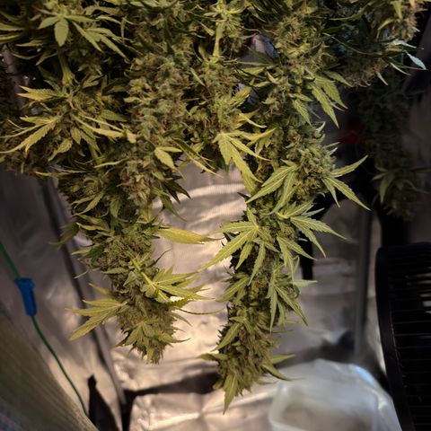 Panama RED 2.0 growlog timeline photo