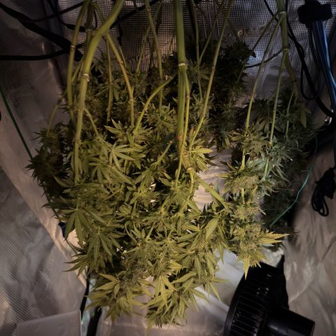 Panama RED 2.0 growlog timeline photo
