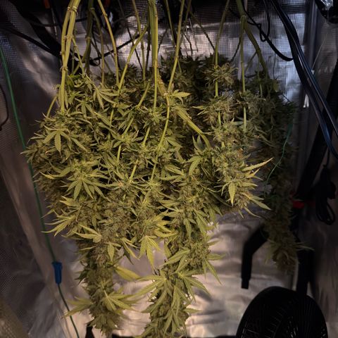 Panama RED 2.0 growlog timeline photo