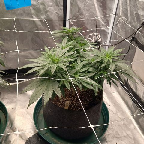 Jo Jo growlog timeline photo