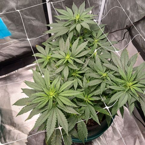 Jo Jo growlog timeline photo