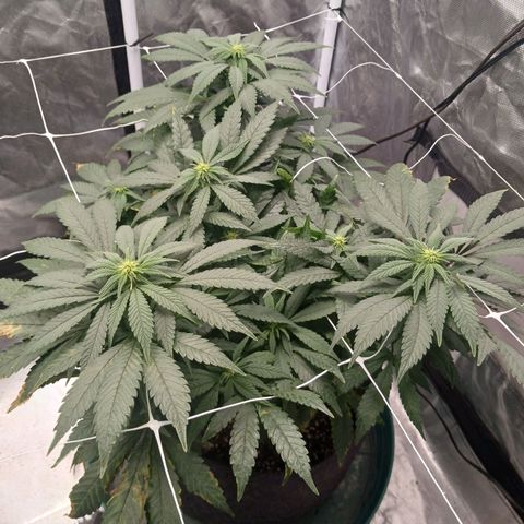 Jo Jo growlog timeline photo
