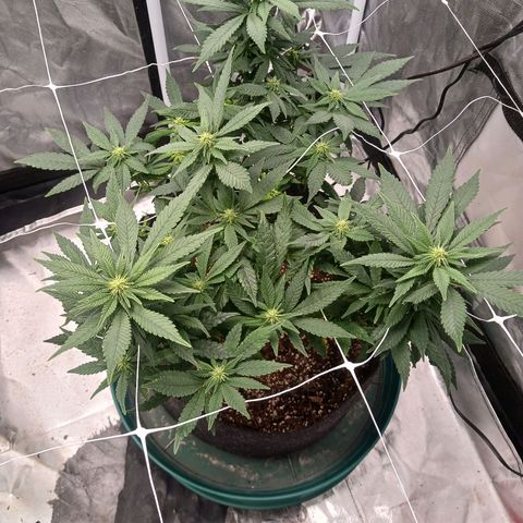 Jo Jo growlog timeline photo