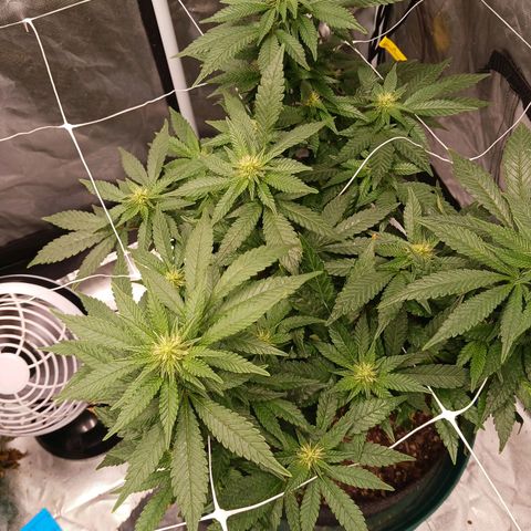 Jo Jo growlog timeline photo