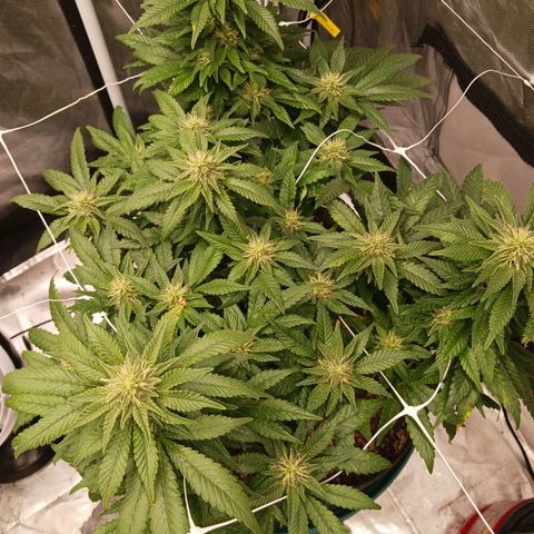 Jo Jo growlog timeline photo