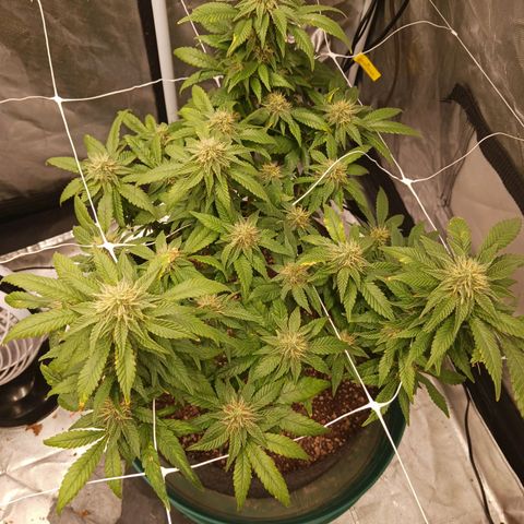Jo Jo growlog timeline photo