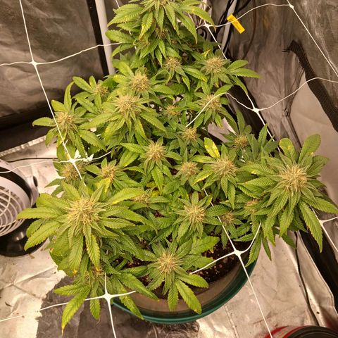 Jo Jo growlog timeline photo