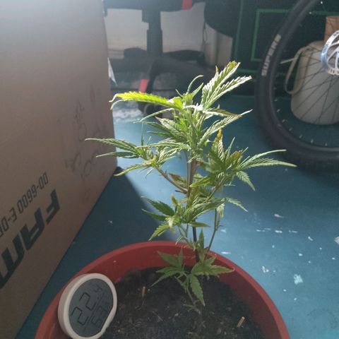De ButzZzy 2.0 growlog timeline photo