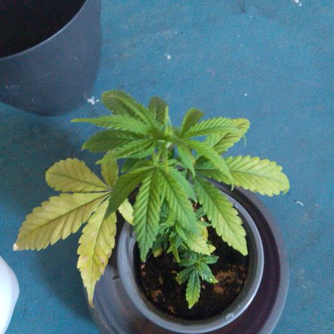 De ButzZzy 2.0 growlog timeline photo