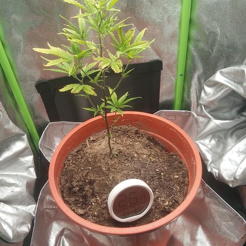 De ButzZzy 2.0 growlog timeline photo