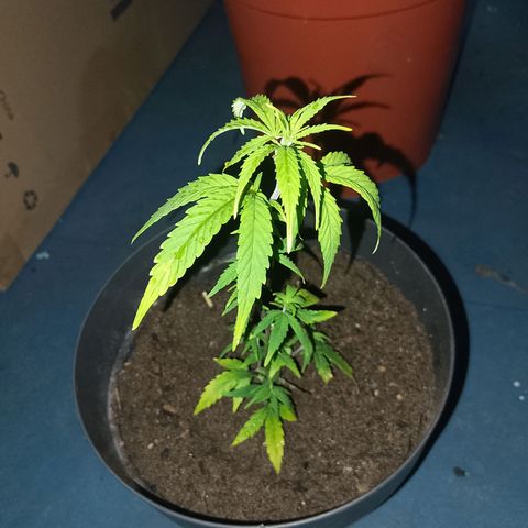 De ButzZzy 2.0 growlog timeline photo