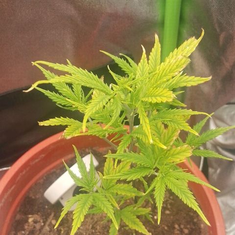 De ButzZzy 2.0 growlog timeline photo