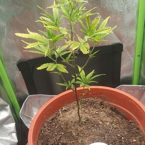 De ButzZzy 2.0 growlog timeline photo