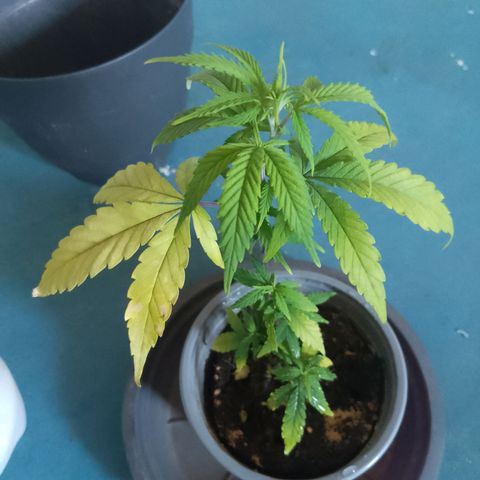 De ButzZzy 2.0 growlog timeline photo
