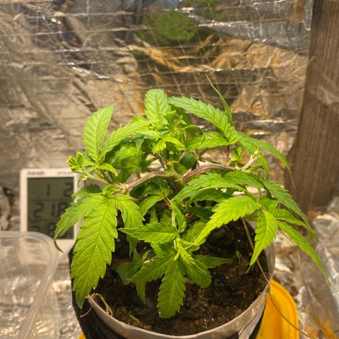 Wedding cake growlog photo: Primeiras amarras e super croping 