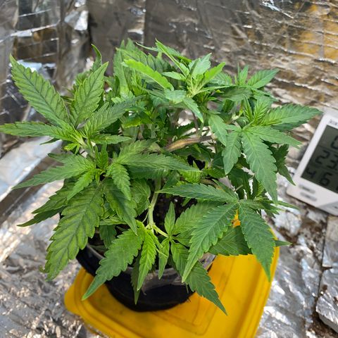 Wedding cake growlog photo: 7 dias de alimentação a cada 2/3 dias 