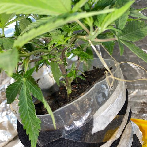 Wedding cake growlog photo: 7 dias de alimentação a cada 2/3 dias 