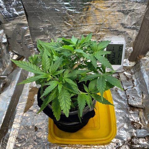 Wedding cake growlog photo: 7 dias de alimentação a cada 2/3 dias 