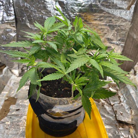 Wedding cake growlog photo: 7 dias de alimentação a cada 2/3 dias 