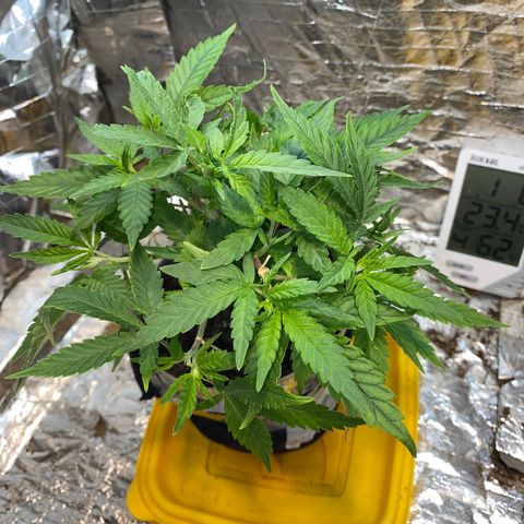 Wedding cake growlog timeline photo