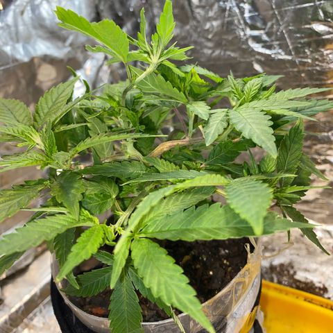 Wedding cake growlog photo: 7 dias de alimentação a cada 2/3 dias 