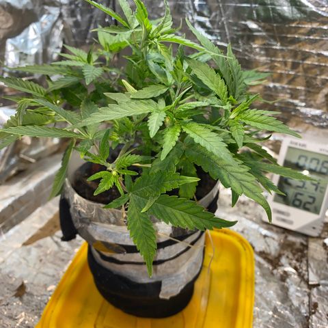 Wedding cake growlog photo: 7 dias de alimentação a cada 2/3 dias 