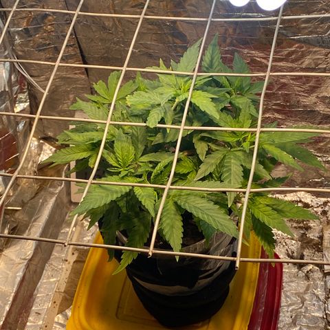 Wedding cake growlog photo: Foi colocado scrog e aumentado para regas diárias 