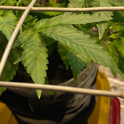 Wedding cake growlog photo: Foi colocado scrog e aumentado para regas diárias 