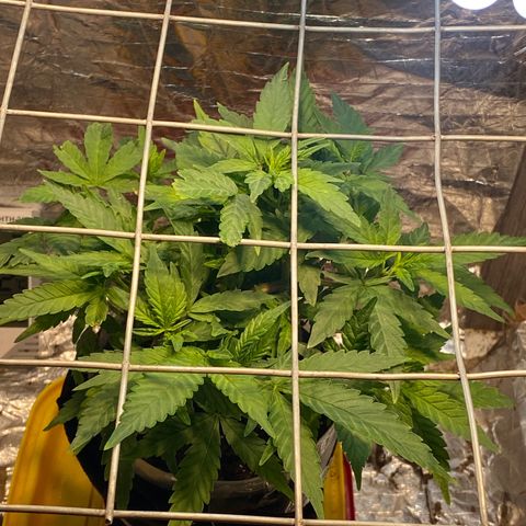Wedding cake growlog photo: Foi colocado scrog e aumentado para regas diárias 