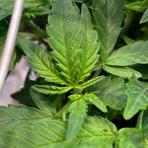 Wedding cake growlog photo: Foi colocado scrog e aumentado para regas diárias 