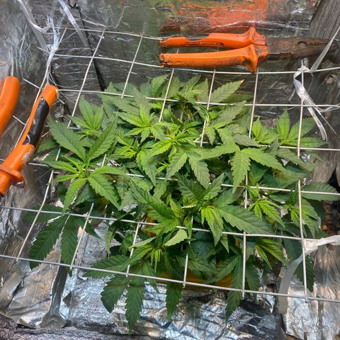 Wedding cake growlog photo: Scrog baixado 