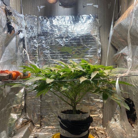 Wedding cake growlog timeline photo